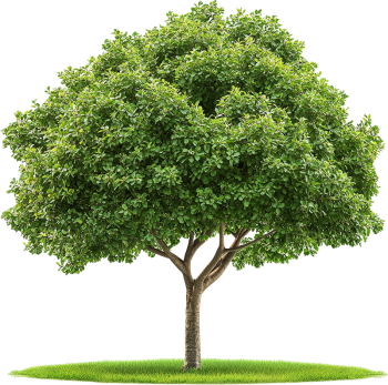 Cây xanh, cây, tree, cỏ, grass, thiên nhiên, natural 1