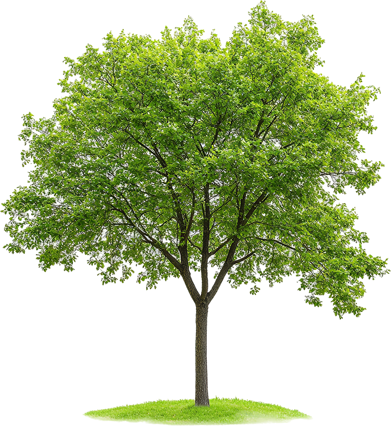 Cây xanh, cây, tree, cỏ, grass, thiên nhiên, natural 2