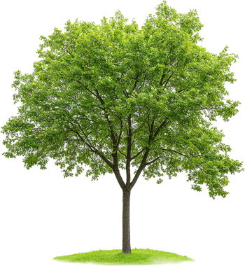 Cây xanh, cây, tree, cỏ, grass, thiên nhiên, natural 2