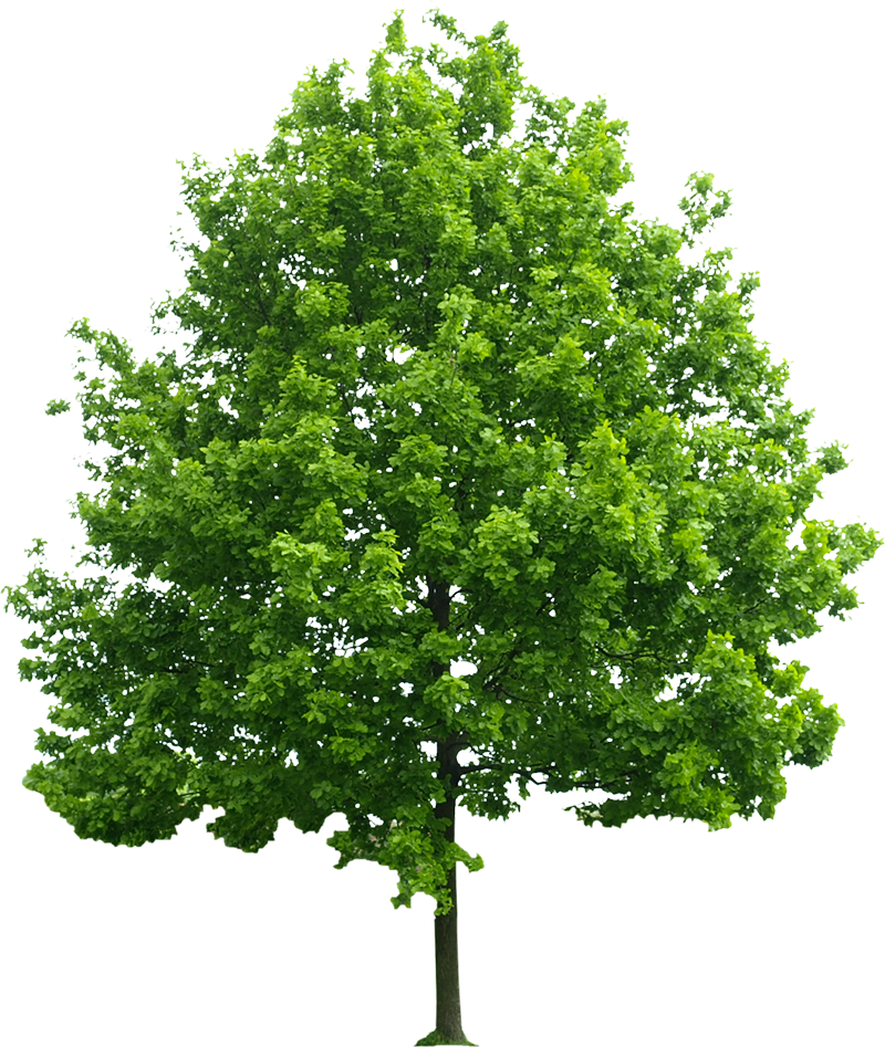 Cây xanh, cây, tree, cỏ, grass, thiên nhiên, natural 3