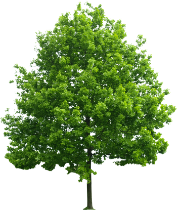 Cây xanh, cây, tree, cỏ, grass, thiên nhiên, natural 3