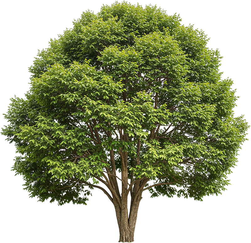 Cây xanh, cây, tree, cỏ, grass, thiên nhiên, natural 4