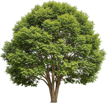 Cây xanh, cây, tree, cỏ, grass, thiên nhiên, natural 4