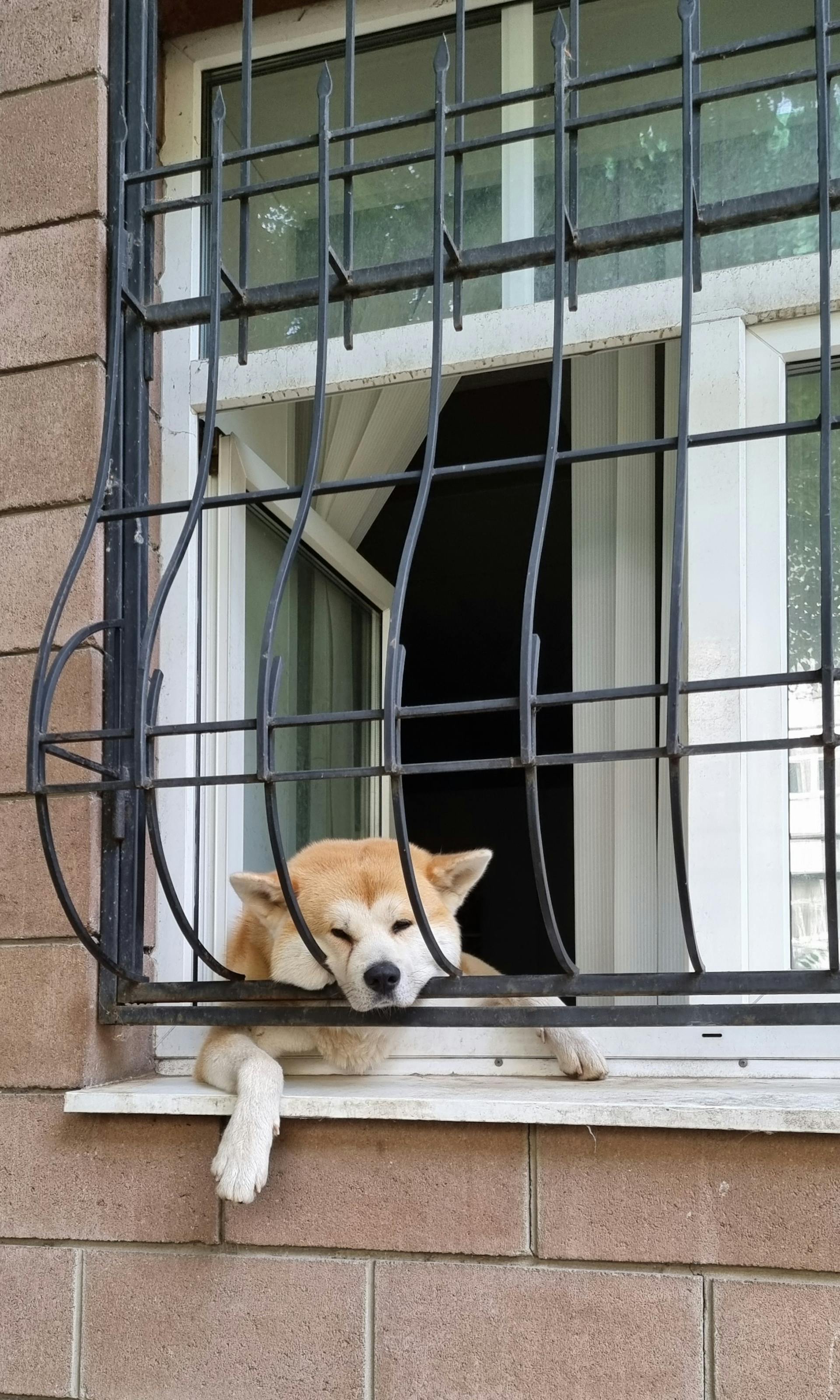 Akita inu, akita, chó, dog, thú cưng, pet, vật nuôi, domestic animal, động vật, animal, dễ thương, cute, cửa sổ, window - Наталья Демина