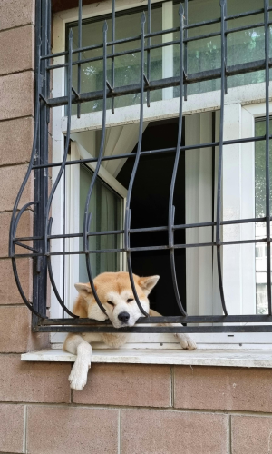 Akita inu, akita, chó, dog, thú cưng, pet, vật nuôi, domestic animal, động vật, animal, dễ thương, cute, cửa sổ, window - Наталья Демина