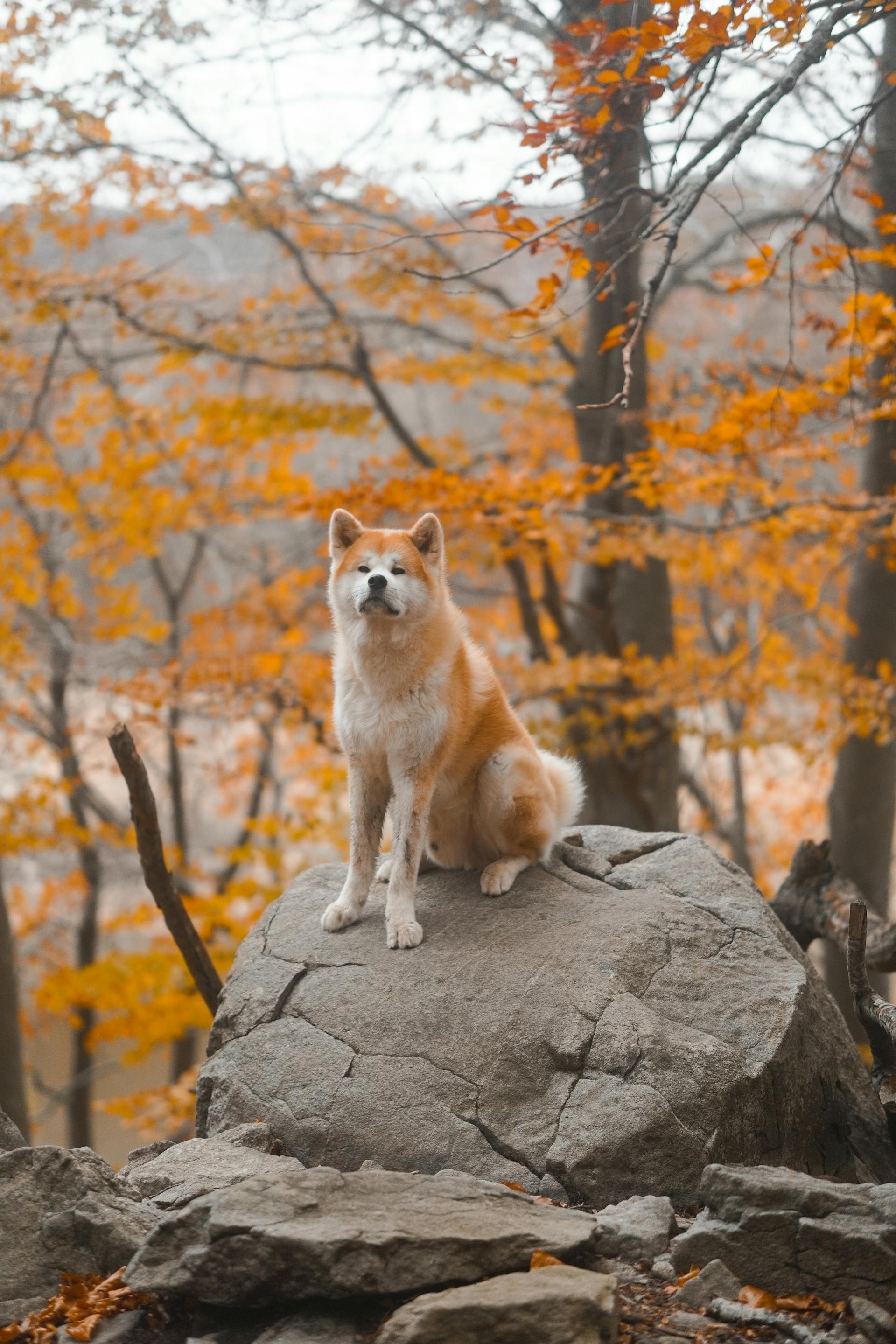 Akita inu, akita, chó, dog, thú cưng, pet, vật nuôi, domestic animal, động vật, animal, lông, fur, dễ thương, mùa thu, autumn - Aleix Plana