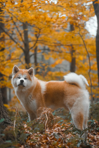 Akita inu, akita, chó, dog, thú cưng, pet, vật nuôi, domestic animal, động vật, animal, lông, fur, dễ thương, mùa thu, autumn - Aleix Plana 1