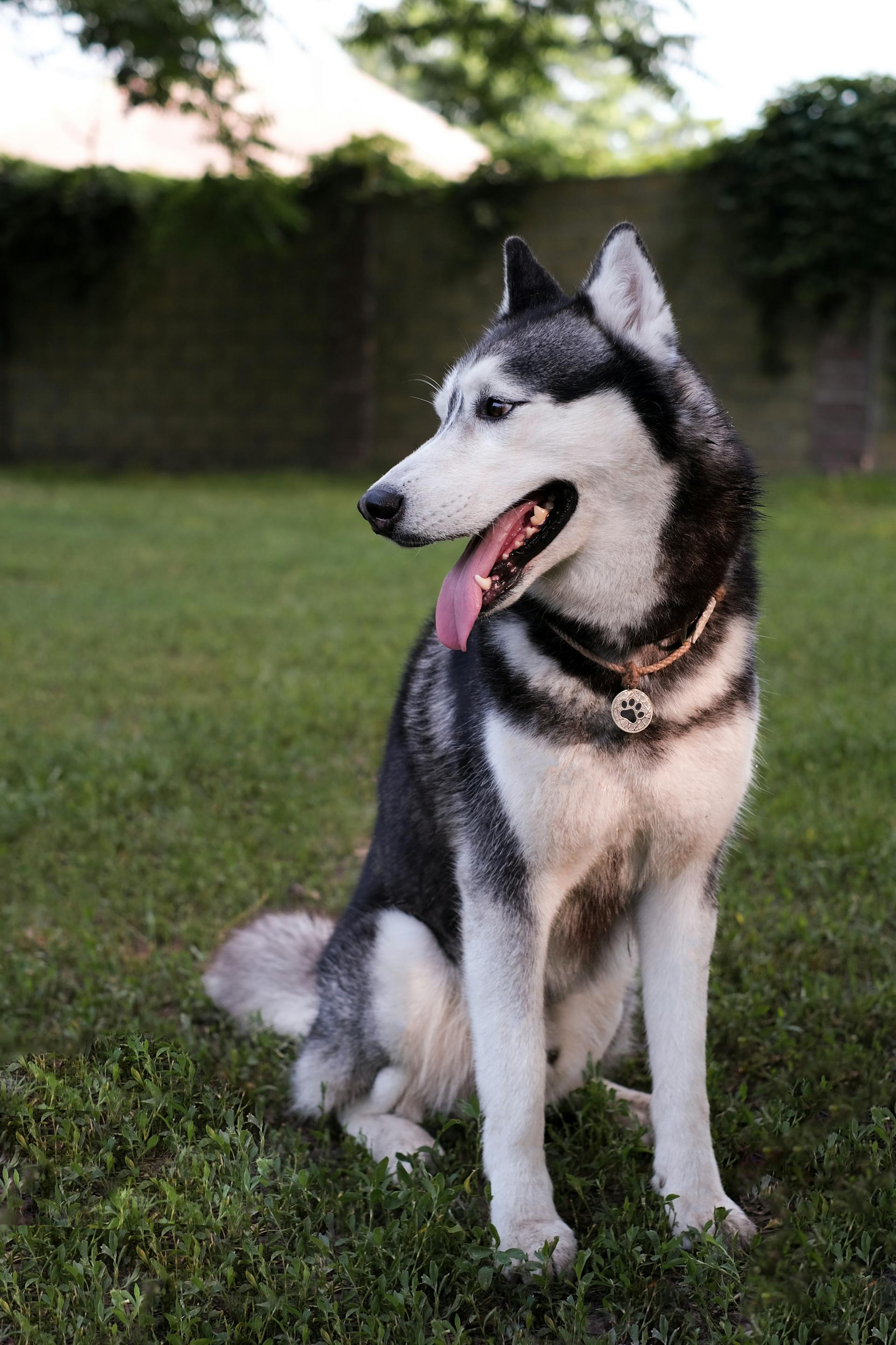 Chó husky, husky dog, chó, dog, thú cưng, pet, vật nuôi, domestic animal, động vật, animal, dễ thương, cute, lông, fur - Alin Luna