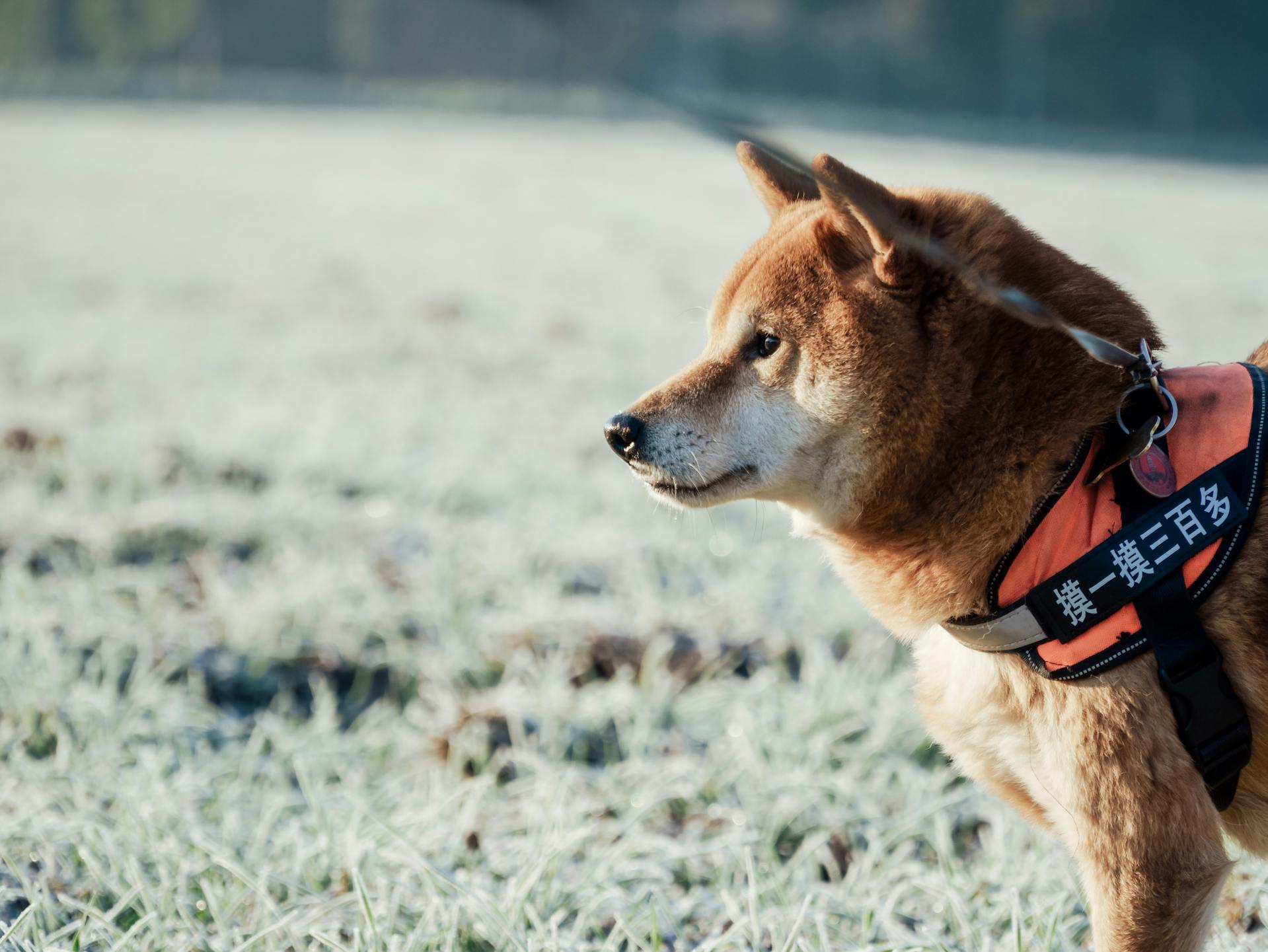 Shiba inu, shiba, chó, dog, thú cưng, pet, vật nuôi, domestic animal, động vật, animal, lông, fur, dễ thương, cute, mùa đông, winter - Annalise Annalise