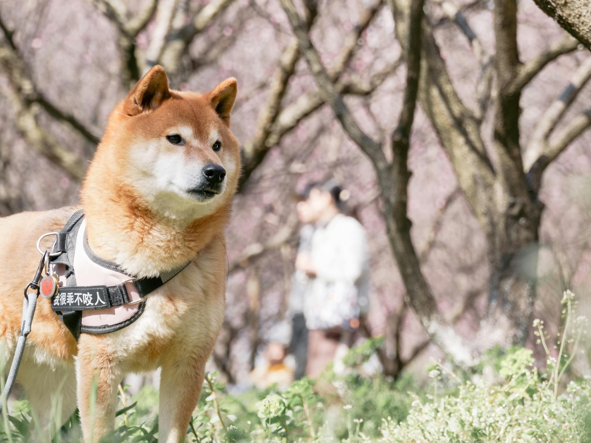 shiba inu, shiba, chó, dog, thú cưng, pet, vật nuôi, domestic animal, động vật, animal, lông, fur, dây dắt, leashhoa anh đào, cherry blosso - Annalise Annalise