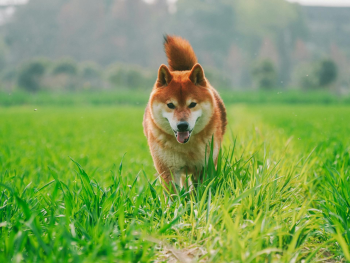 Shiba inu, shiba, chó, dog, thú cưng, pet, vật nuôi, domestic animal, động vật, animal, lông, fur, cánh đồng, field, cỏ, grass - Annalise Annalise
