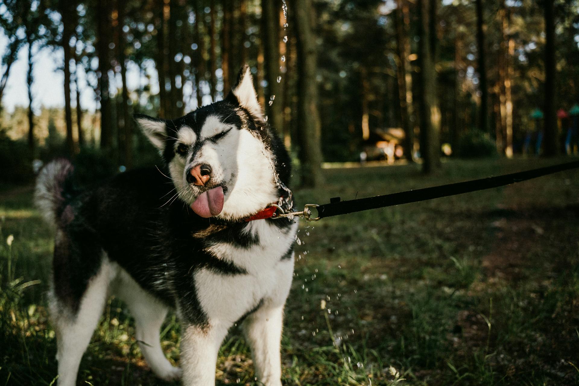 Chó husky, husky dog, chó, dog, thú cưng, pet, vật nuôi, domestic animal, động vật, animal, dễ thương, cute, lông, fur, thiên nhiên, nature - Anna Tarazevich