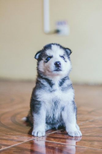 Husky, husky con, husky puppy, chó, dog, thú cưng, pet, vật nuôi, domestic animal, động vật, animal, lông, fur - Antonio Prado