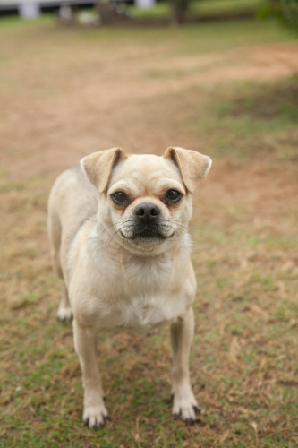 Chó, dog, thú cưng, pet, vật nuôi, domestic animal, động vật, animal, dễ thương, cute, lông, fur - Archibald Marajas