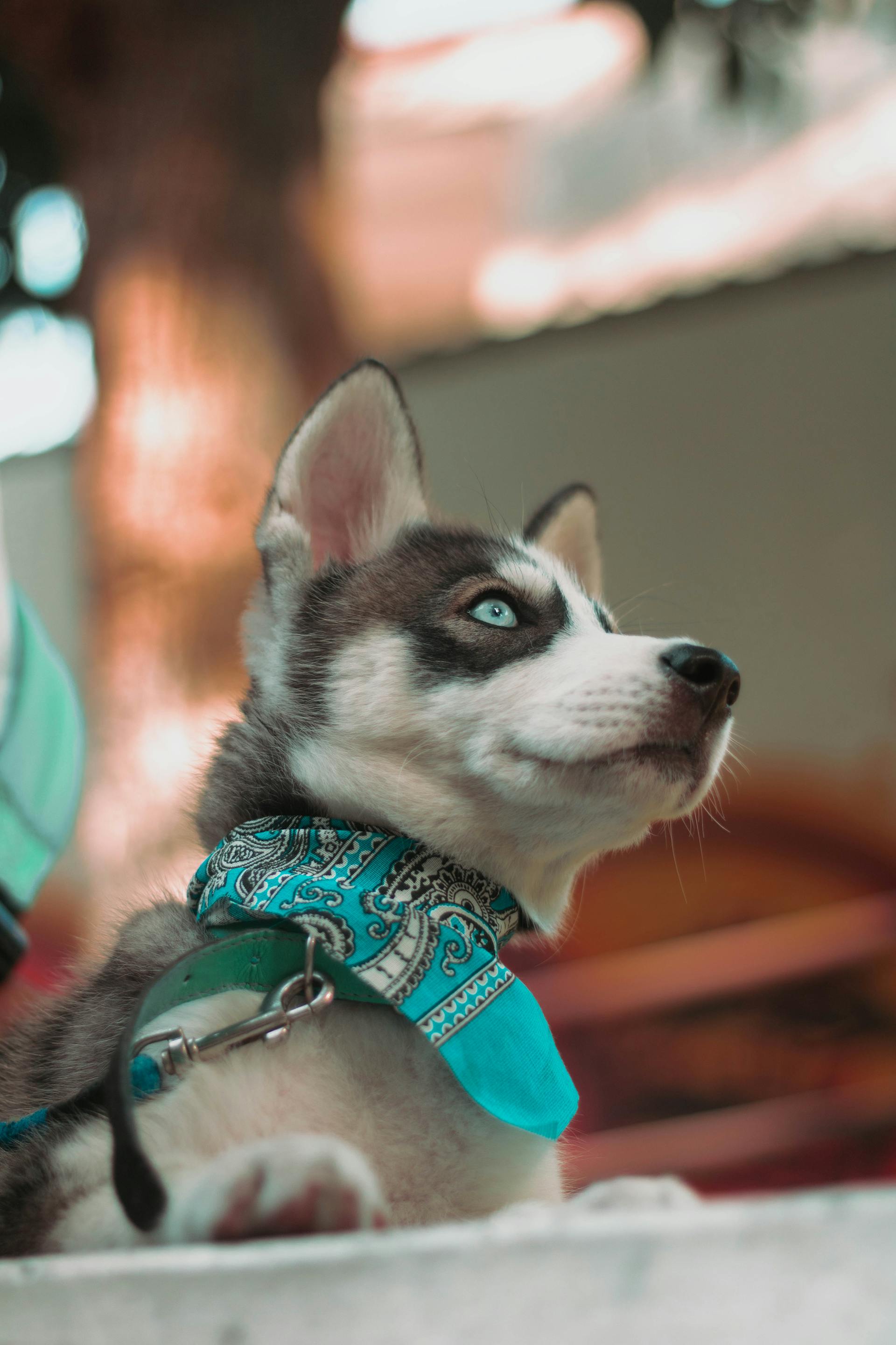 Husky, husky con, husky puppy, chó, dog, thú cưng, pet, vật nuôi, domestic animal, động vật, animal, lông, fur - Brandon Brito