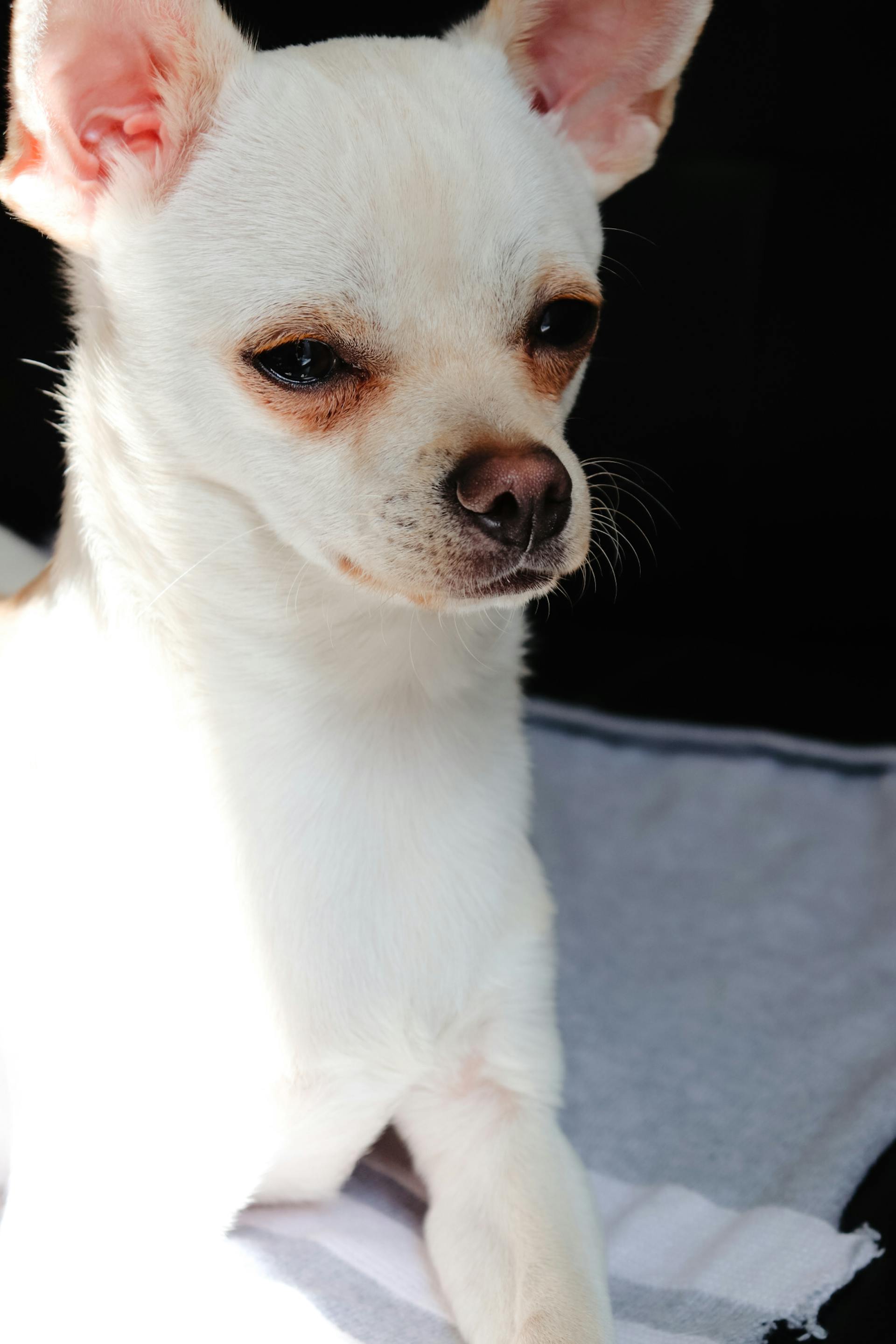 Chó chihuahua, chihuahua dog, chó, dog, thú cưng, pet, vật nuôi, domestic animal, động vật, animal, dễ thương, cute, lông, fur - Céline I