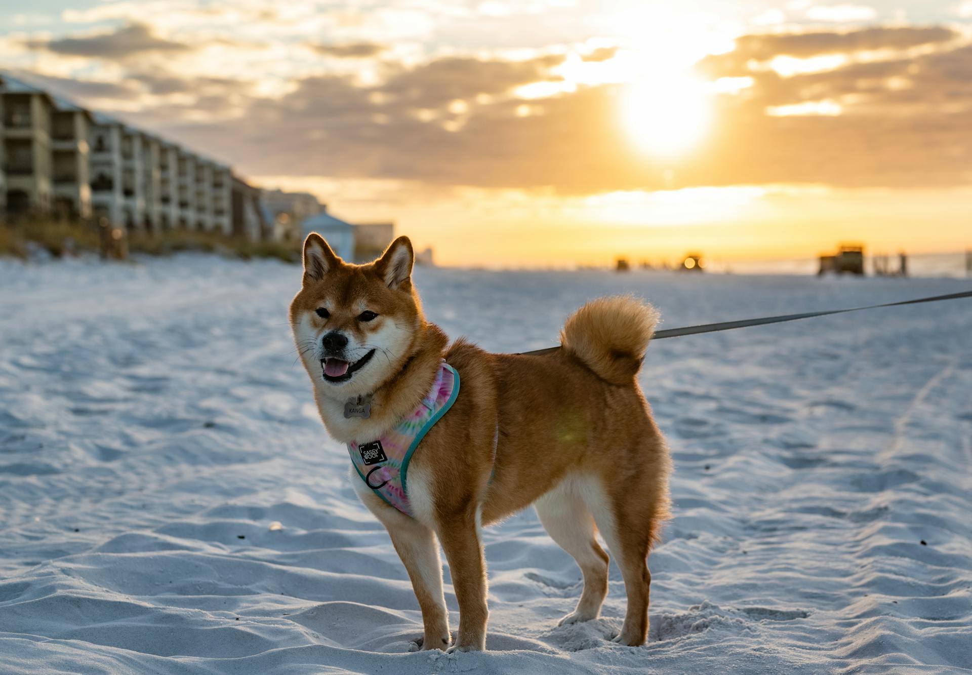 Shiba inu, shiba, chó, dog, thú cưng, pet, vật nuôi, domestic animal, động vật, animal, dễ thương, cute, bãi biển, beach, bình minh, sunrise - Chris F