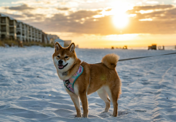 Shiba inu, shiba, chó, dog, thú cưng, pet, vật nuôi, domestic animal, động vật, animal, dễ thương, cute, bãi biển, beach, bình minh, sunrise - Chris F