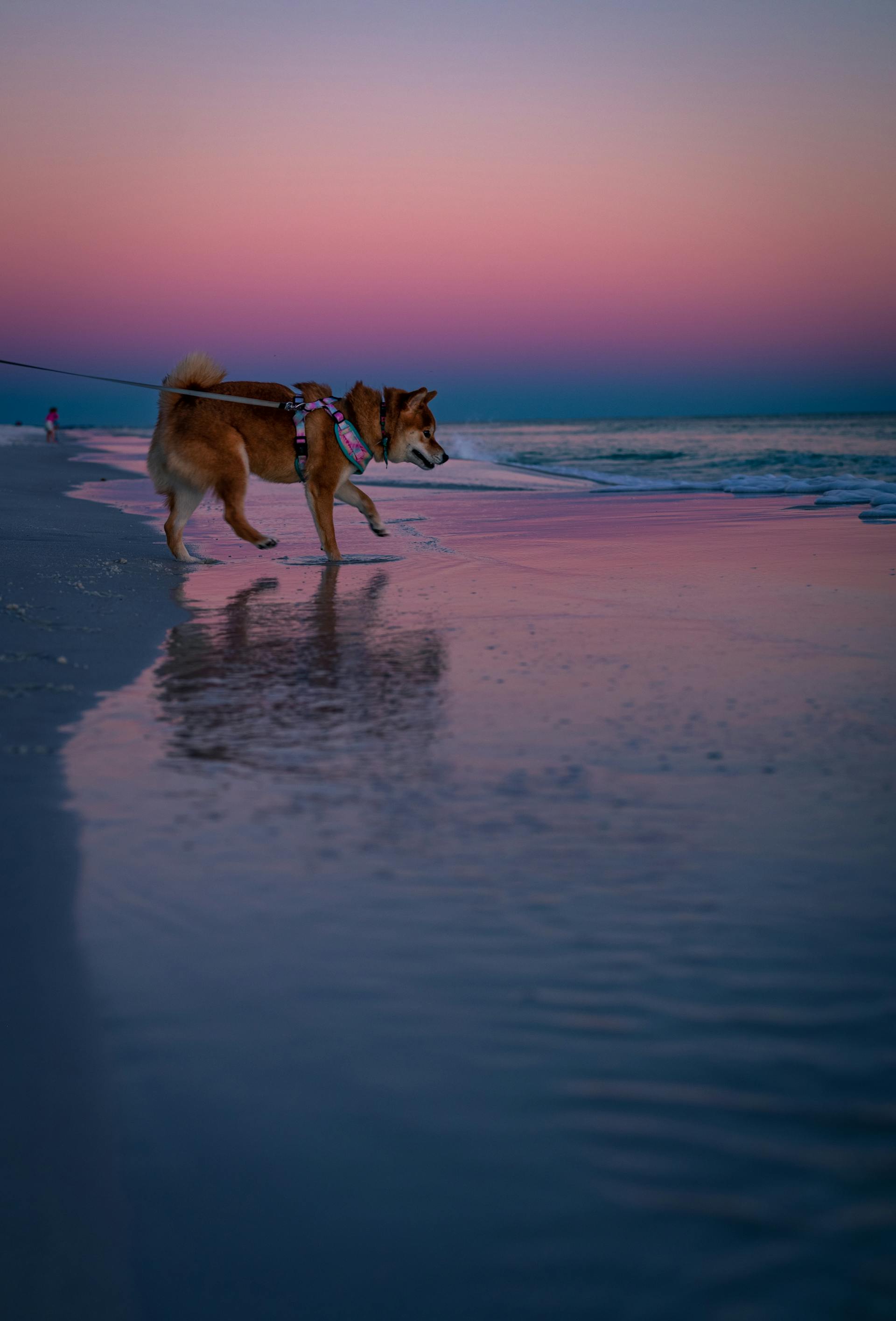 Shiba inu, shiba, chó, dog, thú cưng, pet, vật nuôi, domestic animal, động vật, animal, lông, fur, bãi biển, beach, hoàng hôn, sunset - Chris F