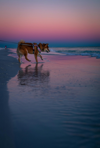 Shiba inu, shiba, chó, dog, thú cưng, pet, vật nuôi, domestic animal, động vật, animal, lông, fur, bãi biển, beach, hoàng hôn, sunset - Chris F