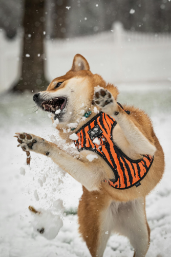 Shiba inu, shiba, chó, dog, thú cưng, pet, vật nuôi, domestic animal, động vật, animal, lông, fur, dễ thương, cute, tuyết, snow - Chris F 1