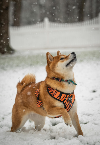 Shiba inu, shiba, chó, dog, thú cưng, pet, vật nuôi, domestic animal, động vật, animal, lông, fur, dễ thương, cute, tuyết, snow - Chris F