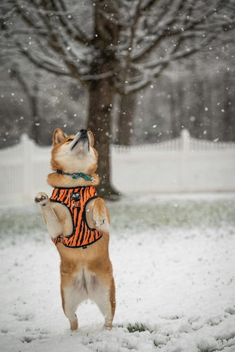 Shiba inu, shiba, chó, dog, thú cưng, pet, vật nuôi, domestic animal, động vật, animal, lông, fur, dễ thương, cute, tuyết, snow - Chris F 2