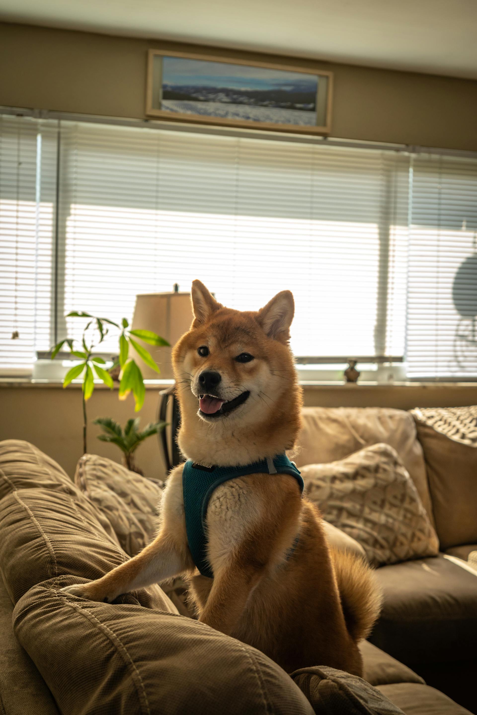 Shiba inu, shiba, chó, dog, cún con, puppy, lông, fur, dễ thương, cute, thú cưng, pet, vật nuôi, domestic animal, động vật, animal - Chris F