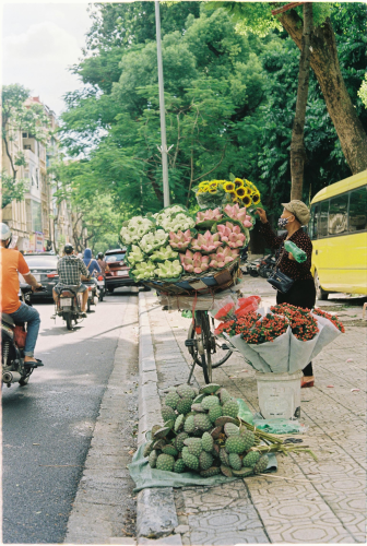 Xe đạp, bicycle, Việt Nam, Vietnam, xe máy, motorbike, hoa sen, lotus - Cien Nguyen