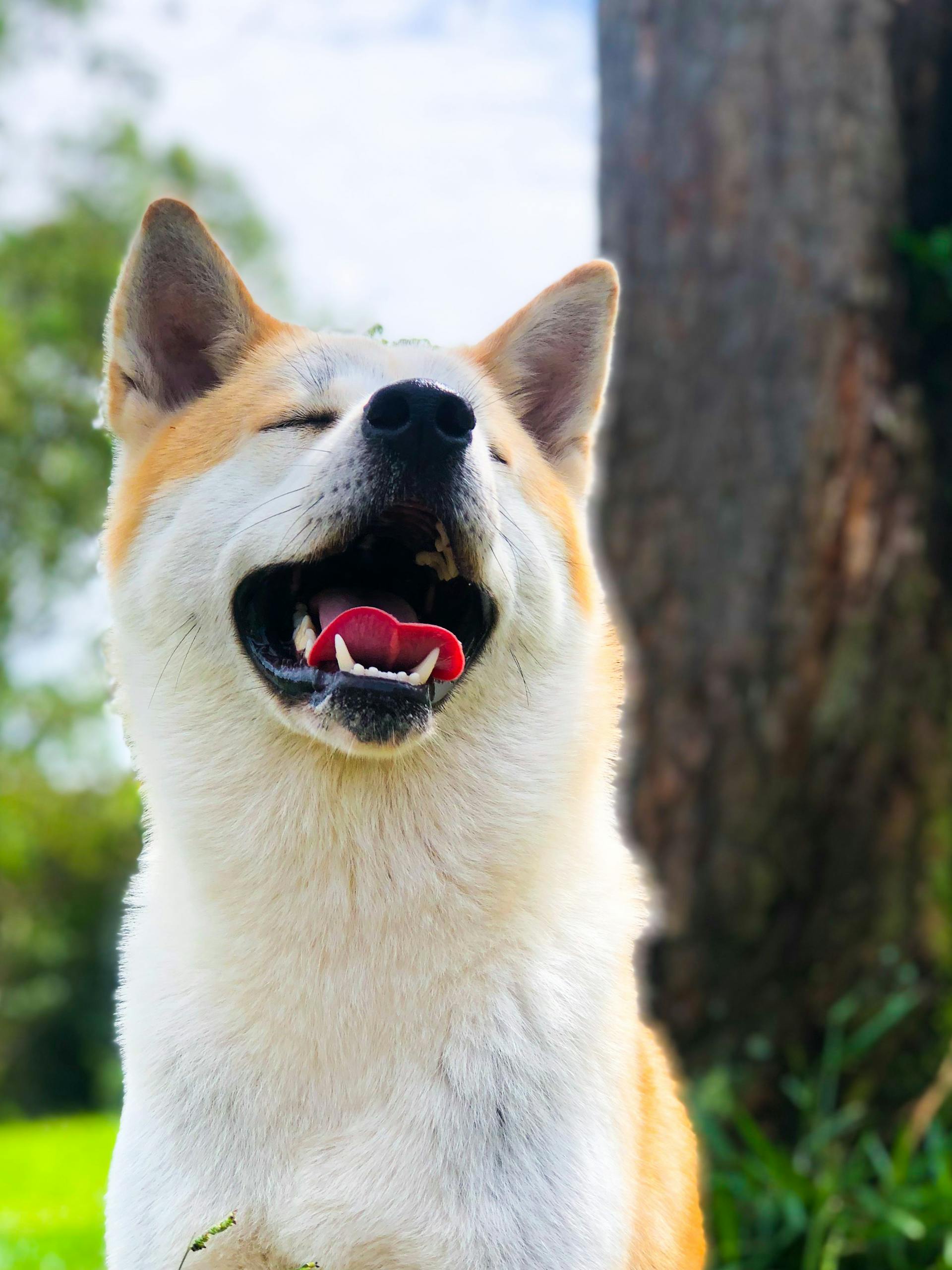Akita inu, akita, chó, dog, thú cưng, pet, vật nuôi, domestic animal, động vật, animal, lông, fur, thè lưỡi, tongue out - Eduardo Correia