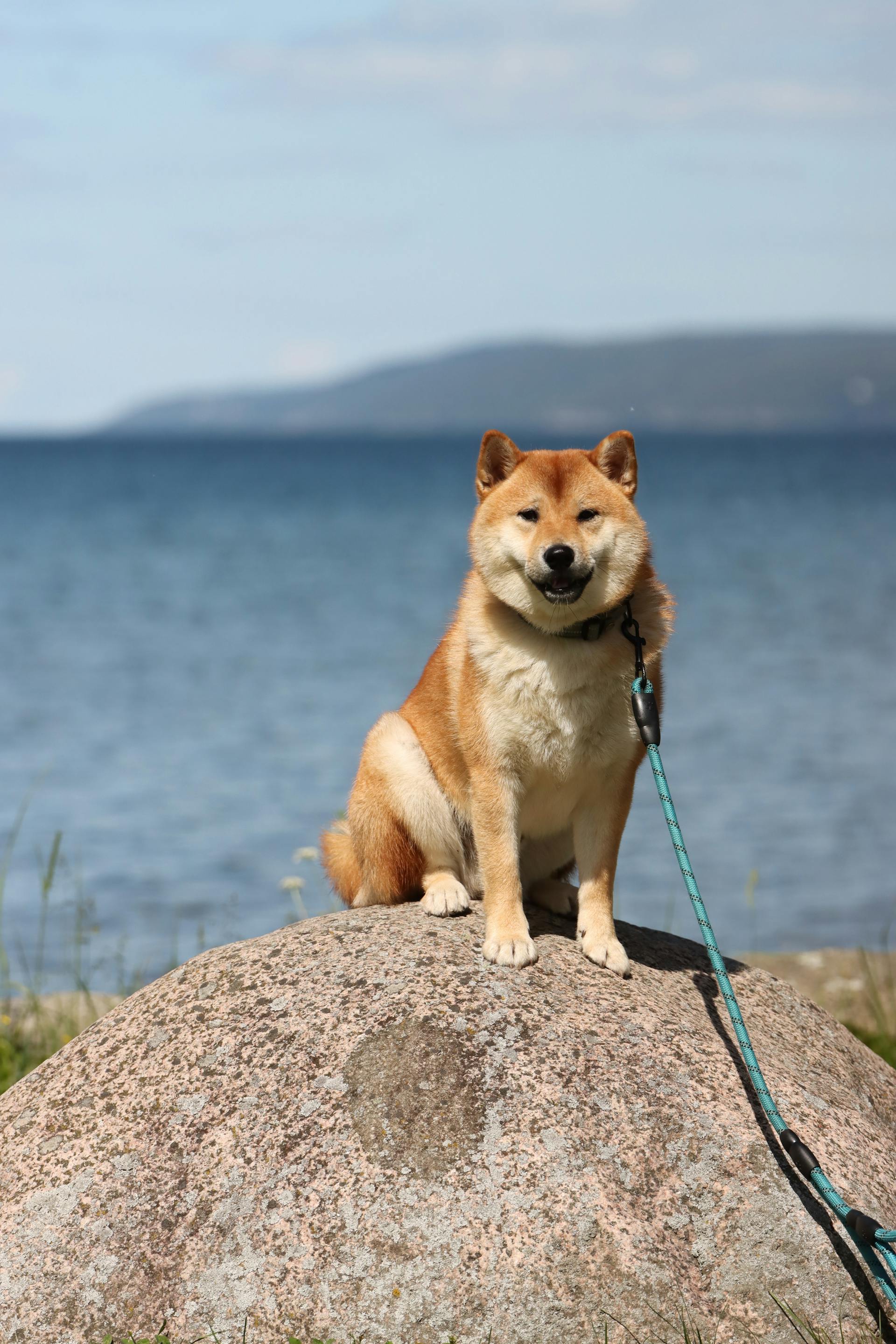 shiba inu, shiba, chó, dog, thú cưng, pet, vật nuôi, domestic animal, động vật, animal, lông, fur, biển, sea, trời xanh, blue sky - Efrem Efre
