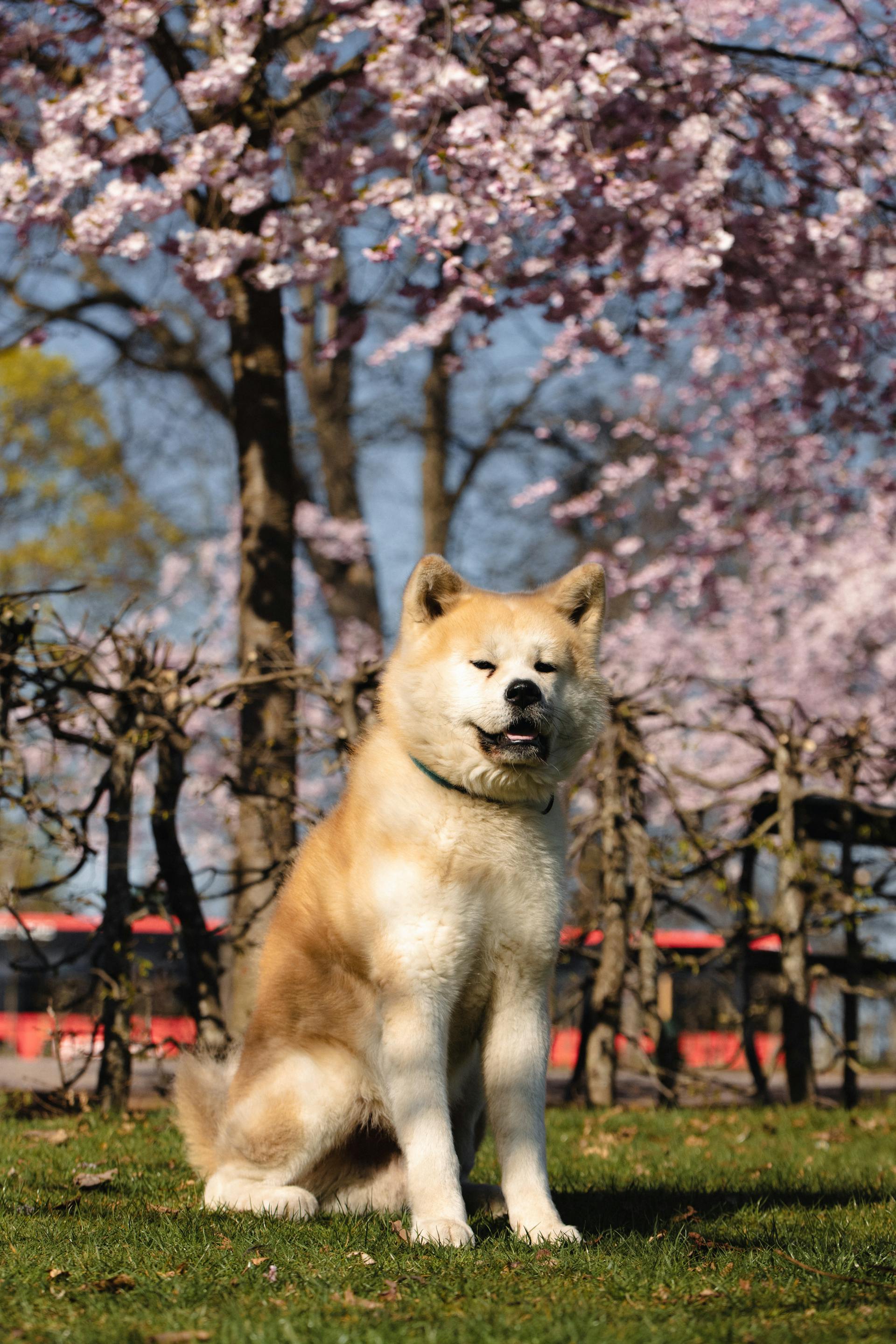 Akita inu, akita, chó, dog, thú cưng, pet, vật nuôi, domestic animal, động vật, animal, lông, fur, hoa anh đào, cherry blossom - Efrem Efre