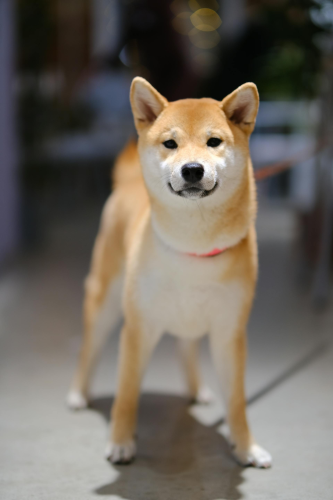 shiba inu, shiba, chó, dog, thú cưng, pet, vật nuôi, domestic animal, động vật, animal, lông, fur - Ekaterina Lukyanenko