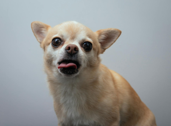 Chó chihuahua, chihuahua dog, chó, dog, thú cưng, pet, vật nuôi, domestic animal, động vật, animal, dễ thương, cute, lông, fur - Ellie Burgin