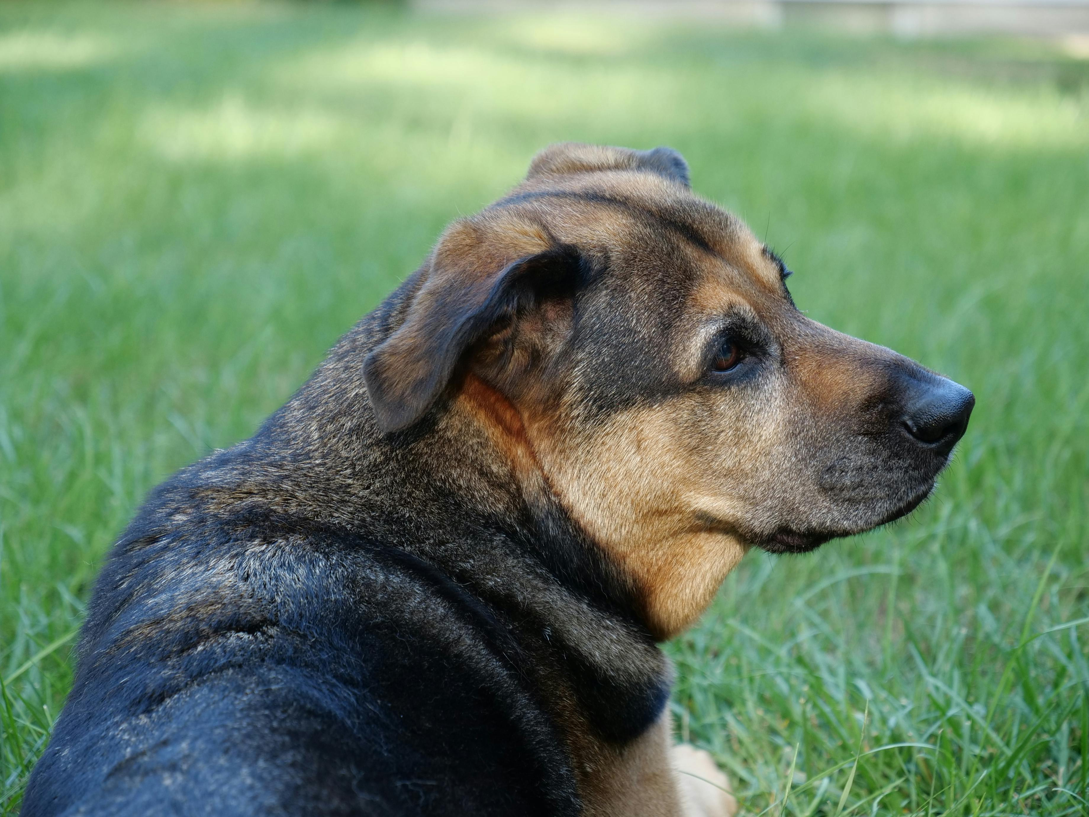 Chó, dog, chó berger, german shepherd, thú cưng, pet, vật nuôi, domestic animal, cỏ xanh, green grass, động vật, animal, dễ thương, cute - ethan