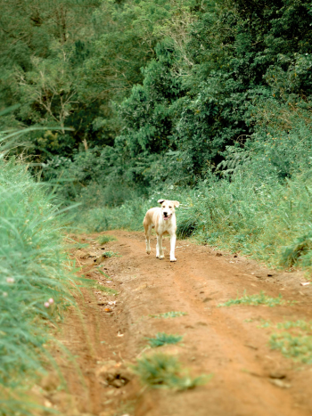 Chó, dog, thú cưng, pet, vật nuôi, domestic animal, động vật, animal, dễ thương, cute, lông, fur, đường đất, dirt path - gilang maulana