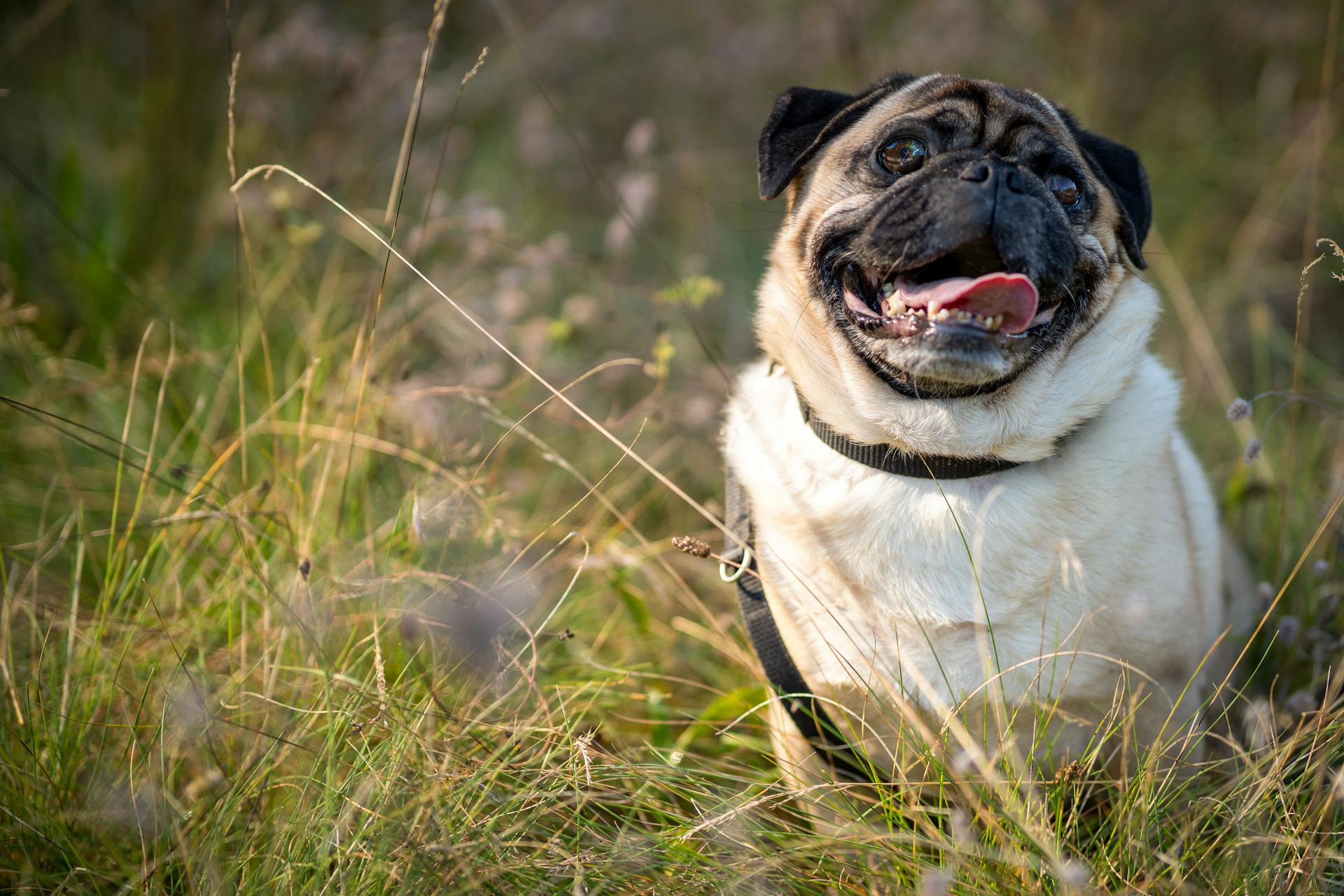 Chó pug, pug dog, chó, dog, thú cưng, pet, vật nuôi, domestic animal, động vật, animal, dễ thương, cute, lông, fur, cỏ, grass - Gundula Vogel 2