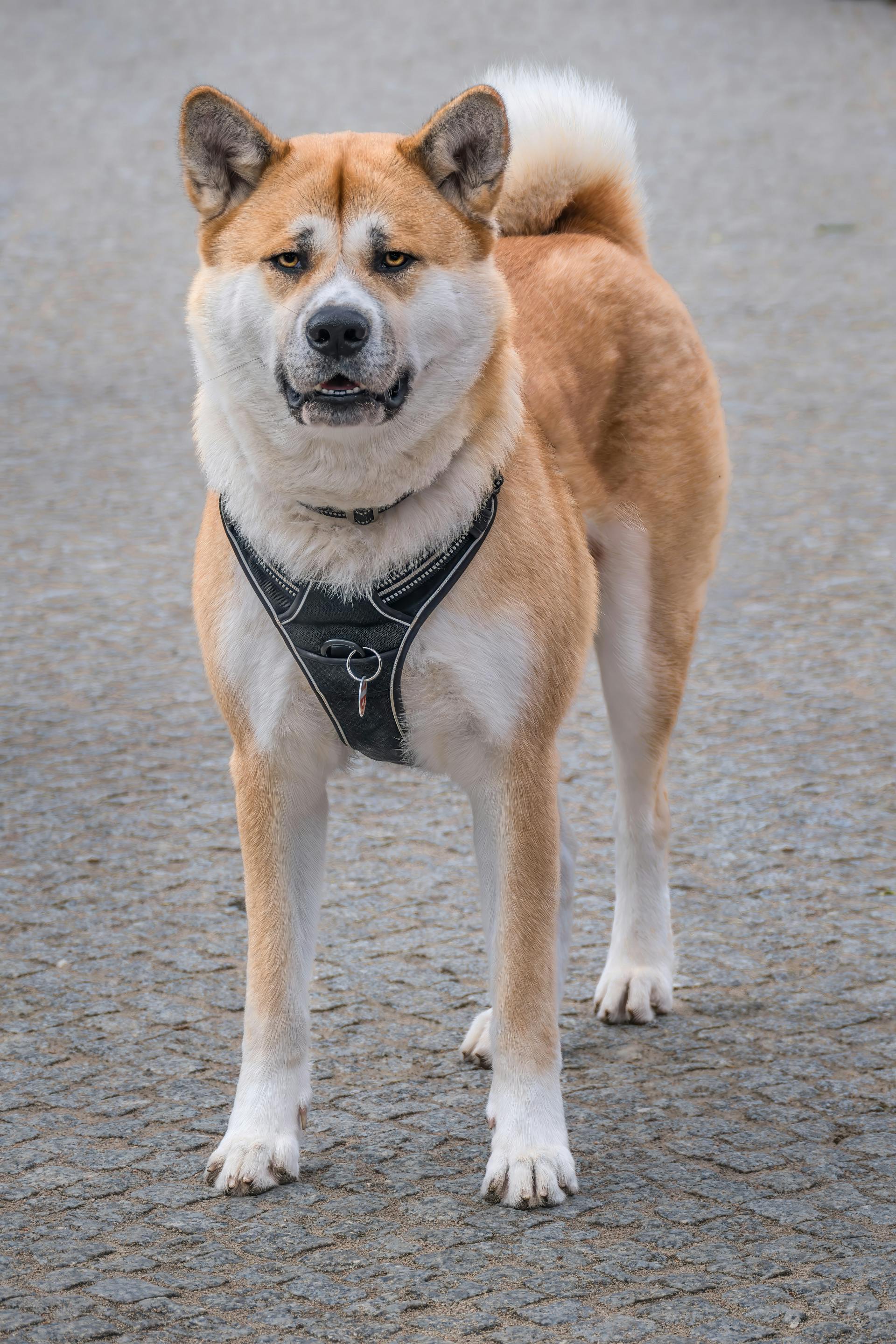 Akita inu, akita, chó, dog, thú cưng, pet, vật nuôi, domestic animal, động vật, animal, lông, fur, dây dắt, leash - Gundula Vogel