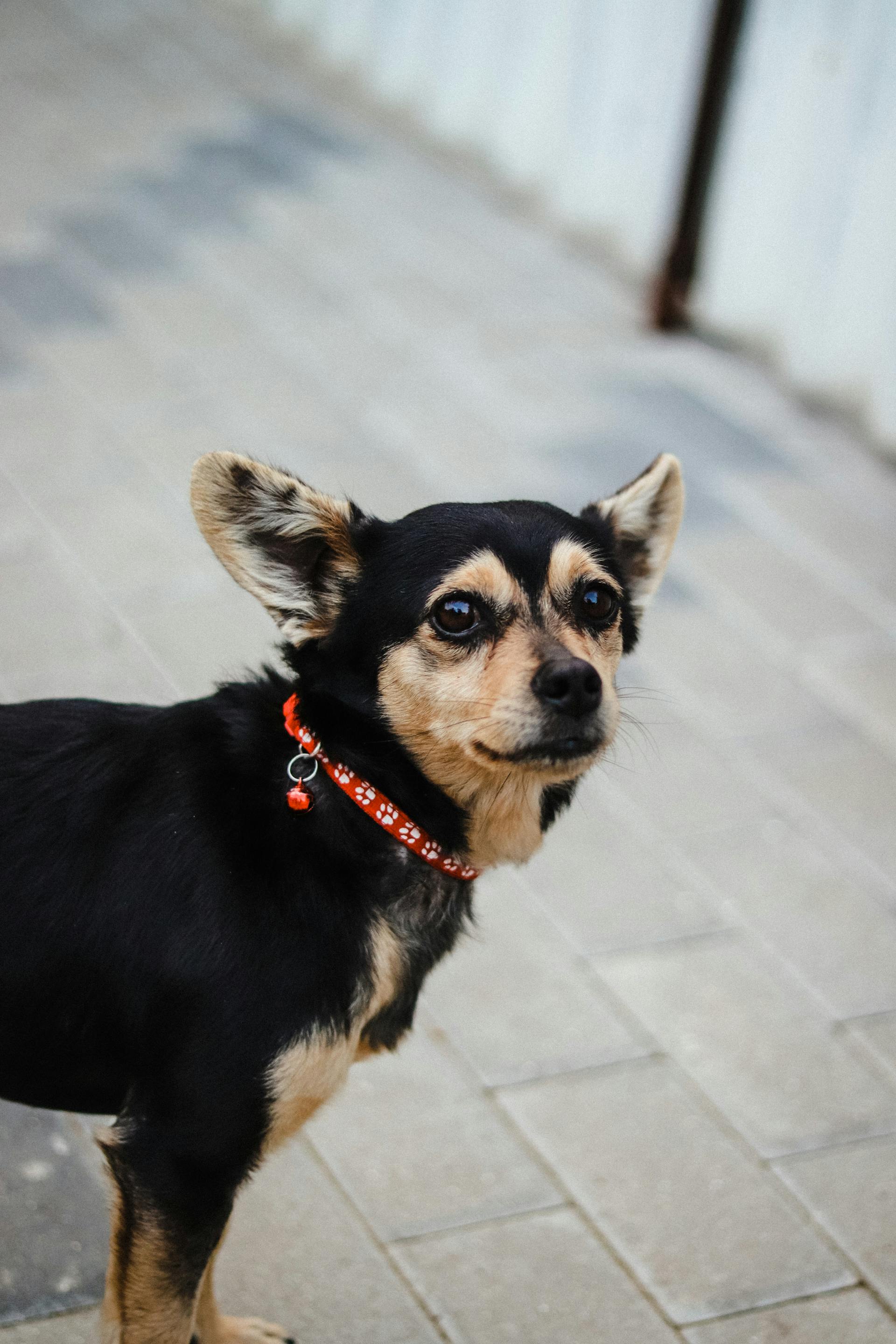 Chó chihuahua, chihuahua dog, chó, dog, thú cưng, pet, vật nuôi, domestic animal, động vật, animal, dễ thương, cute, lông, fur - Ejov Igor