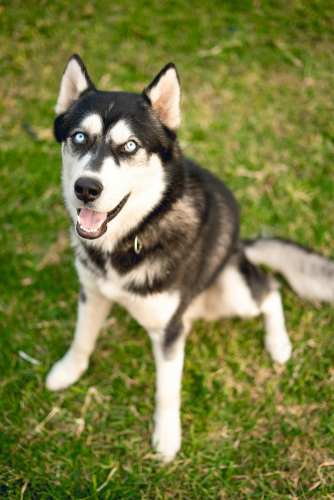 Chó husky, husky dog, chó, dog, thú cưng, pet, vật nuôi, domestic animal, động vật, animal, dễ thương, cute, lông, fur - Ivan Garfias 1