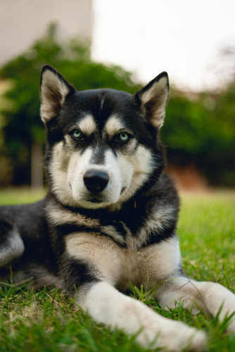 Chó husky, husky dog, chó, dog, thú cưng, pet, vật nuôi, domestic animal, động vật, animal, dễ thương, cute, lông, fur - Ivan Garfias