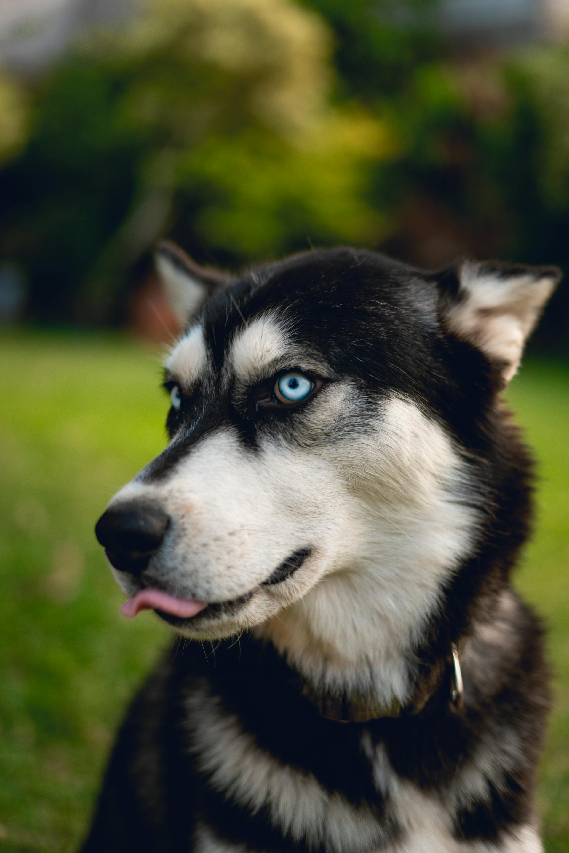 Husky, chó, dog, thú cưng, pet, vật nuôi, domestic animal, động vật, animal, lông, fur - Ivan Garfias