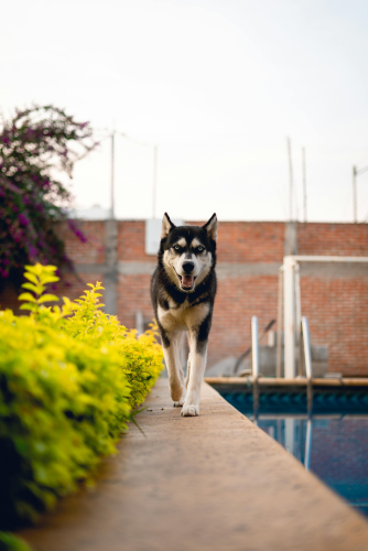 Husky, chó, dog, thú cưng, pet, vật nuôi, domestic animal, động vật, animal, lông, fur, hồ bơi, swimming pool, bụi cây, bush - Ivan Garfias