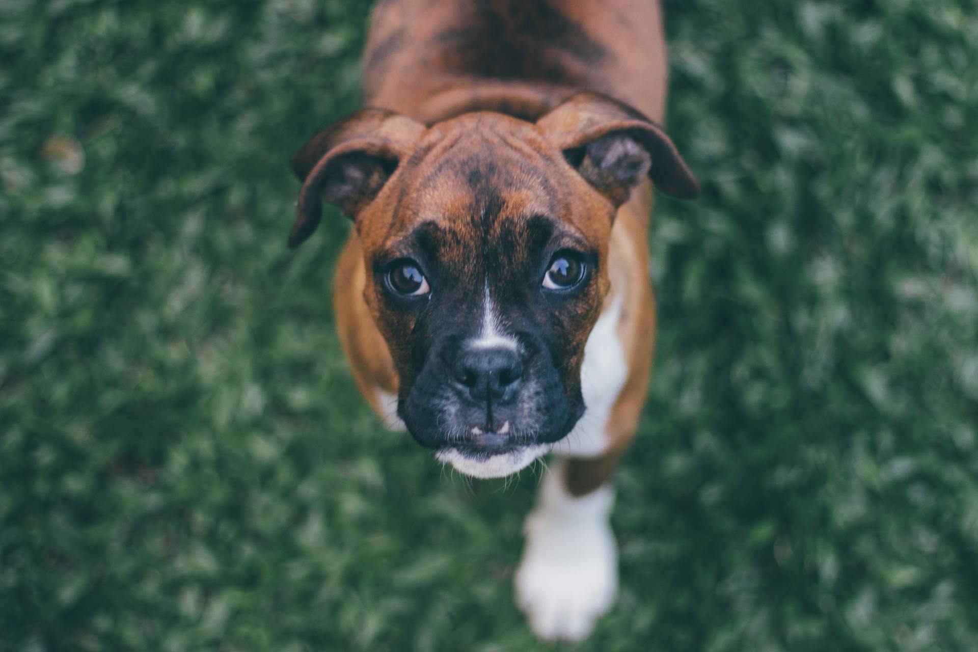 Chó boxer, boxer dog, chó, dog, thú cưng, pet, vật nuôi, domestic animal, động vật, animal, dễ thương, cute, lông, fur - Jackson Jorvan