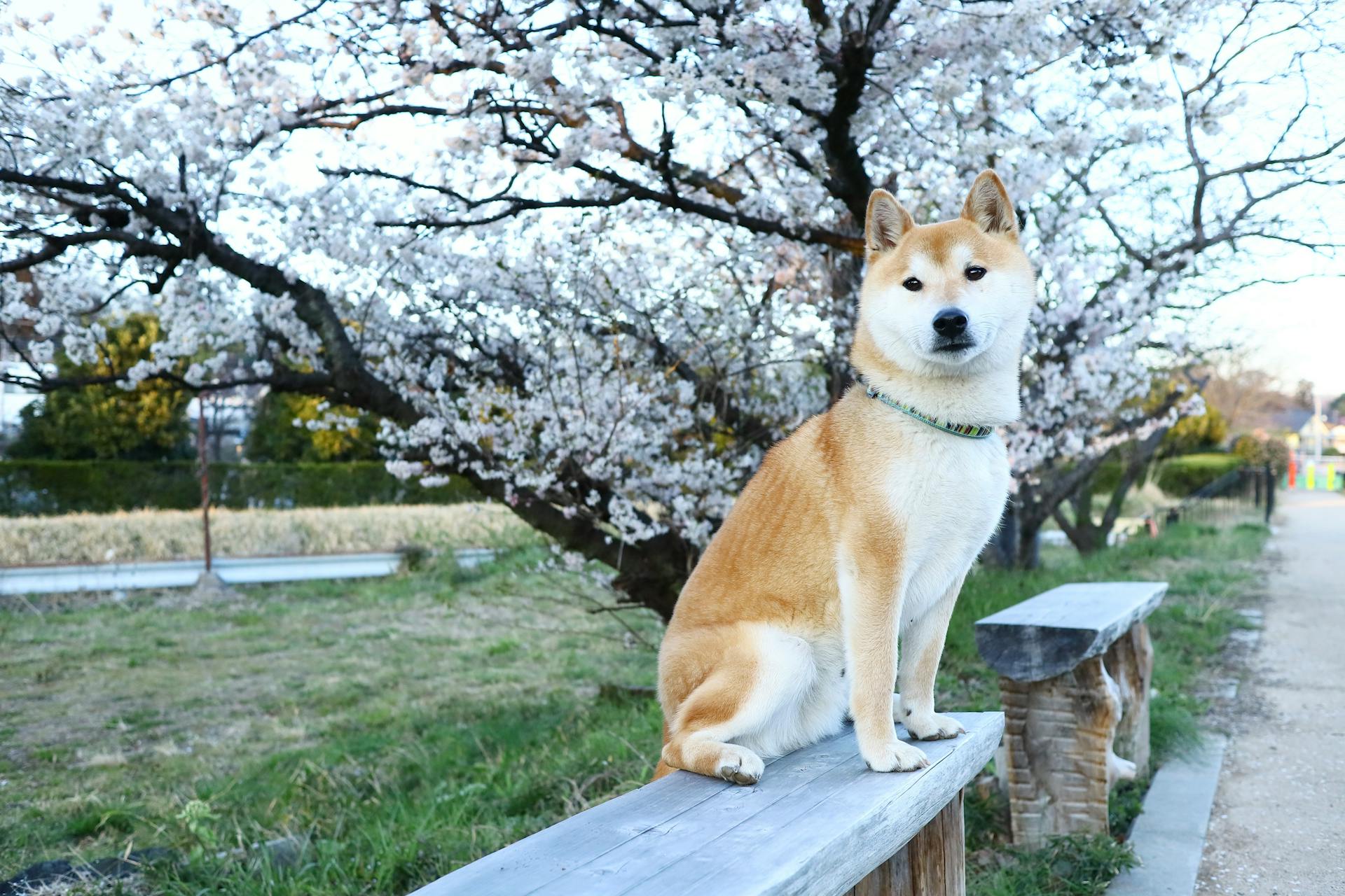 Shiba inu, shiba, chó, dog, thú cưng, pet, vật nuôi, domestic animal, động vật, animal, dễ thương, cute, hoa anh đào, cherry blossom - Leo Shibainu Dog
