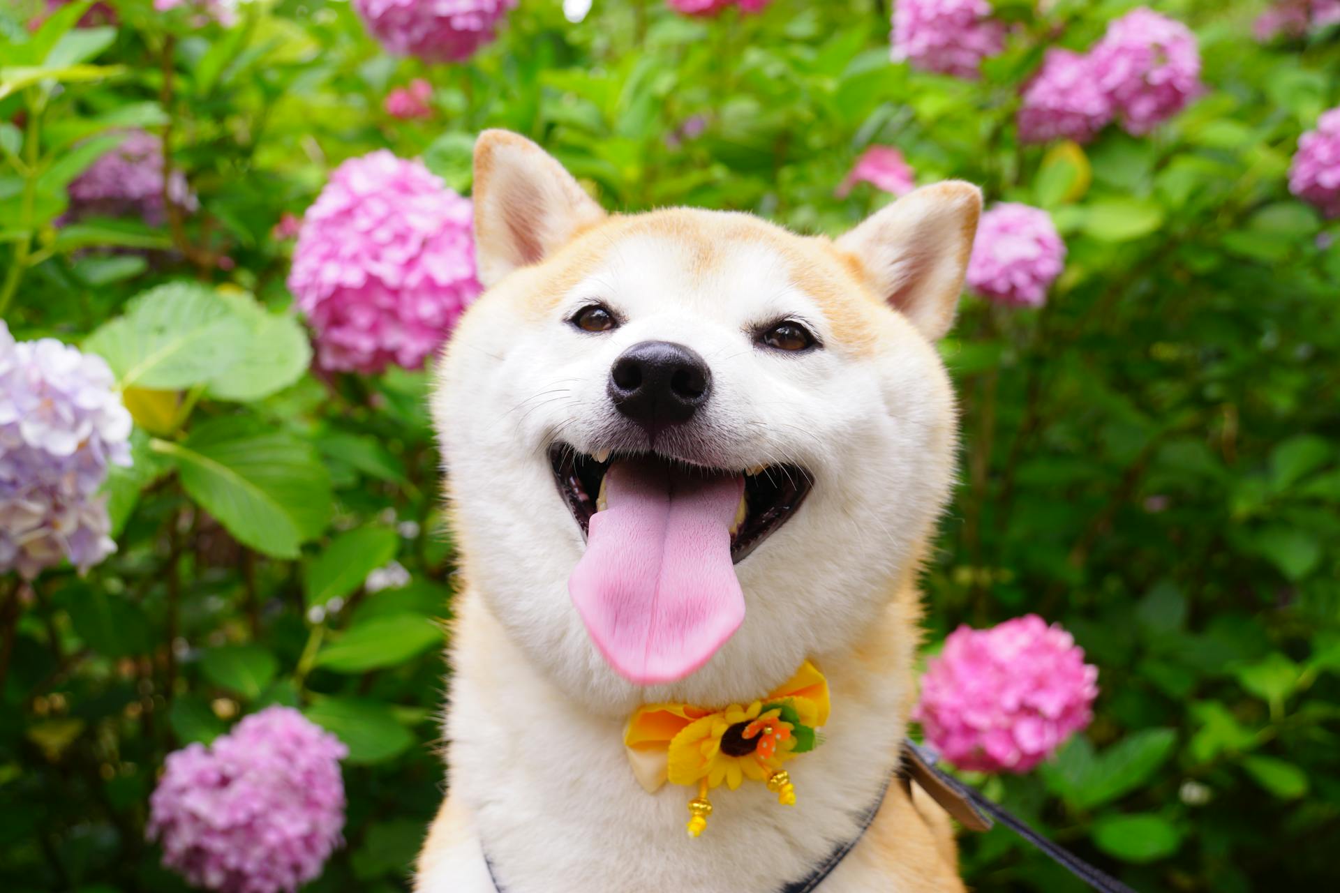 Shiba inu, shiba, chó, dog, thú cưng, pet, vật nuôi, domestic animal, động vật, animal, dễ thương, cute, hoa cẩm tú cầu, hydrangea, thè lưỡi, tongue out - Makiko Fujimoto