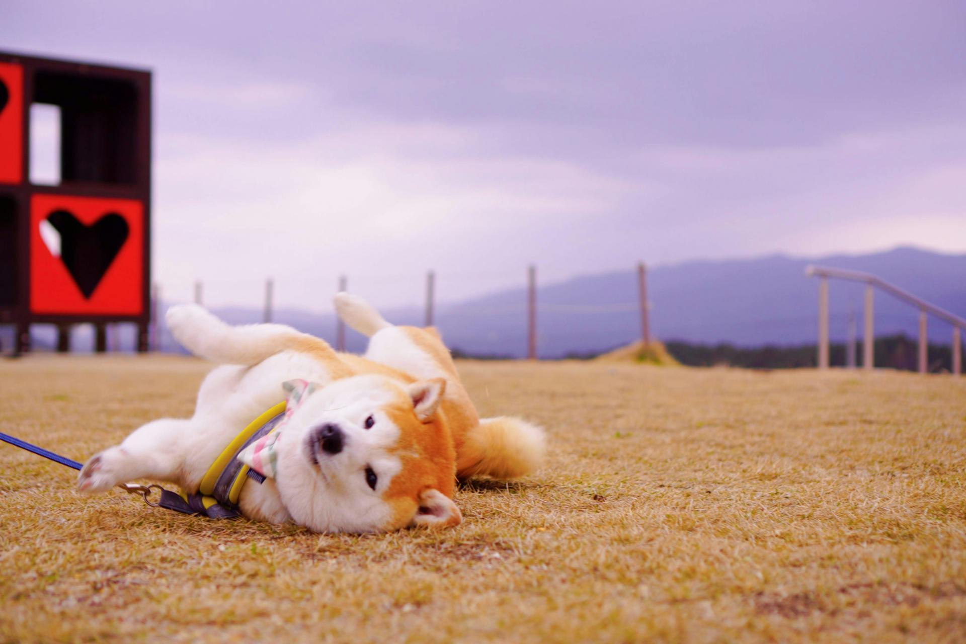 Shiba inu, shiba, chó, dog, cún con, puppy, lông, fur, dễ thương, cute, thú cưng, pet, vật nuôi, domestic animal, động vật, animal, đồng cỏ, grassland - Makiko Fujimoto