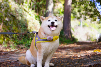 Shiba inu, shiba, chó, dog, cún con, puppy, lông, fur, dễ thương, cute, thú cưng, pet, vật nuôi, domestic animal, động vật, animal, thè lưỡi, tongue out - Makiko Fujimoto 1