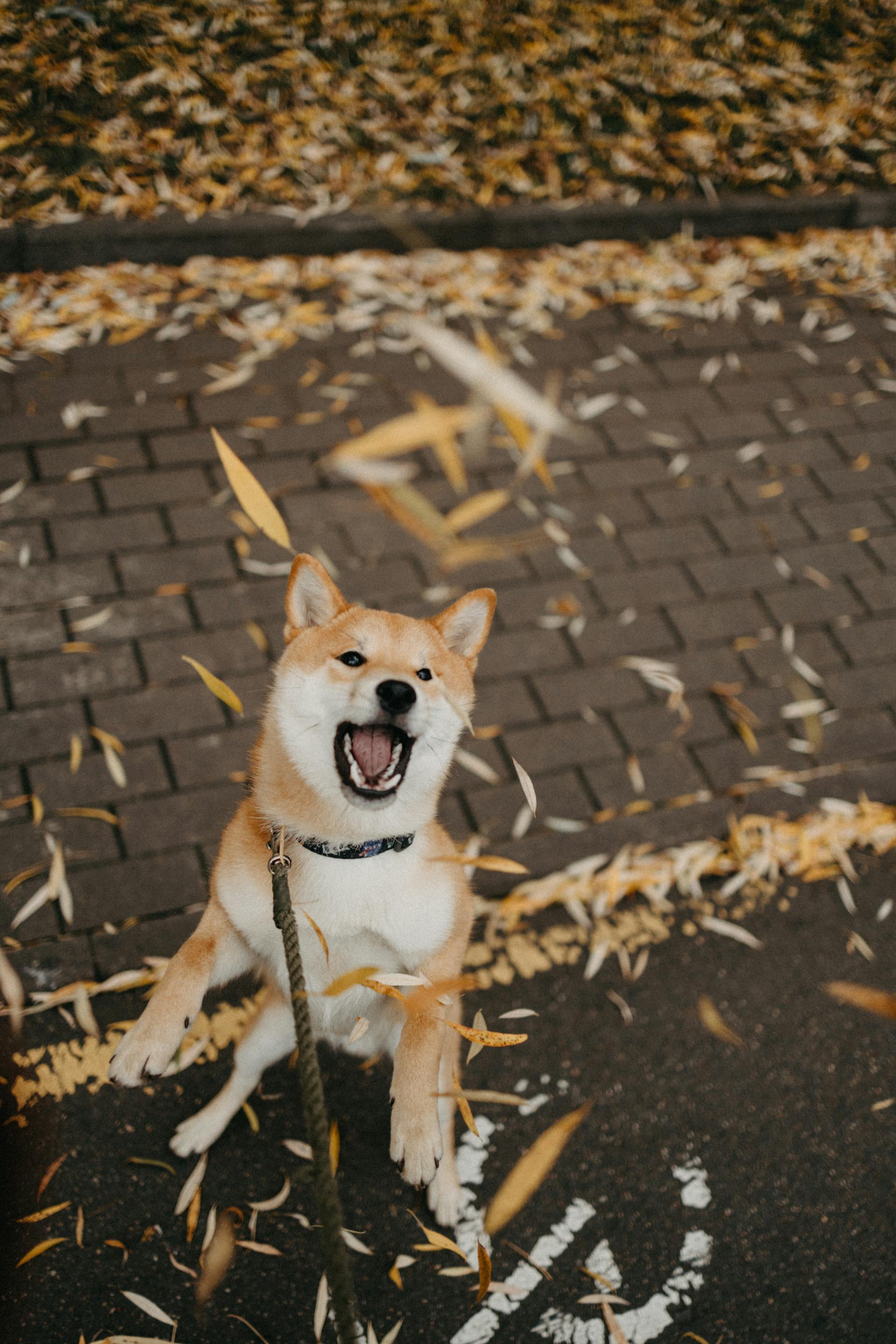 Shiba inu, shiba, chó, dog, thú cưng, pet, vật nuôi, domestic animal, động vật, animal, dễ thương, cute, lá khô, fallen leaves - Maksim Goncharenok 1