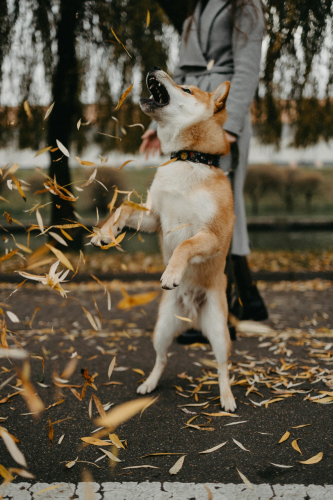 Shiba inu, shiba, chó, dog, thú cưng, pet, vật nuôi, domestic animal, động vật, animal, dễ thương, cute, lá khô, fallen leaves - Maksim Goncharenok 1 1